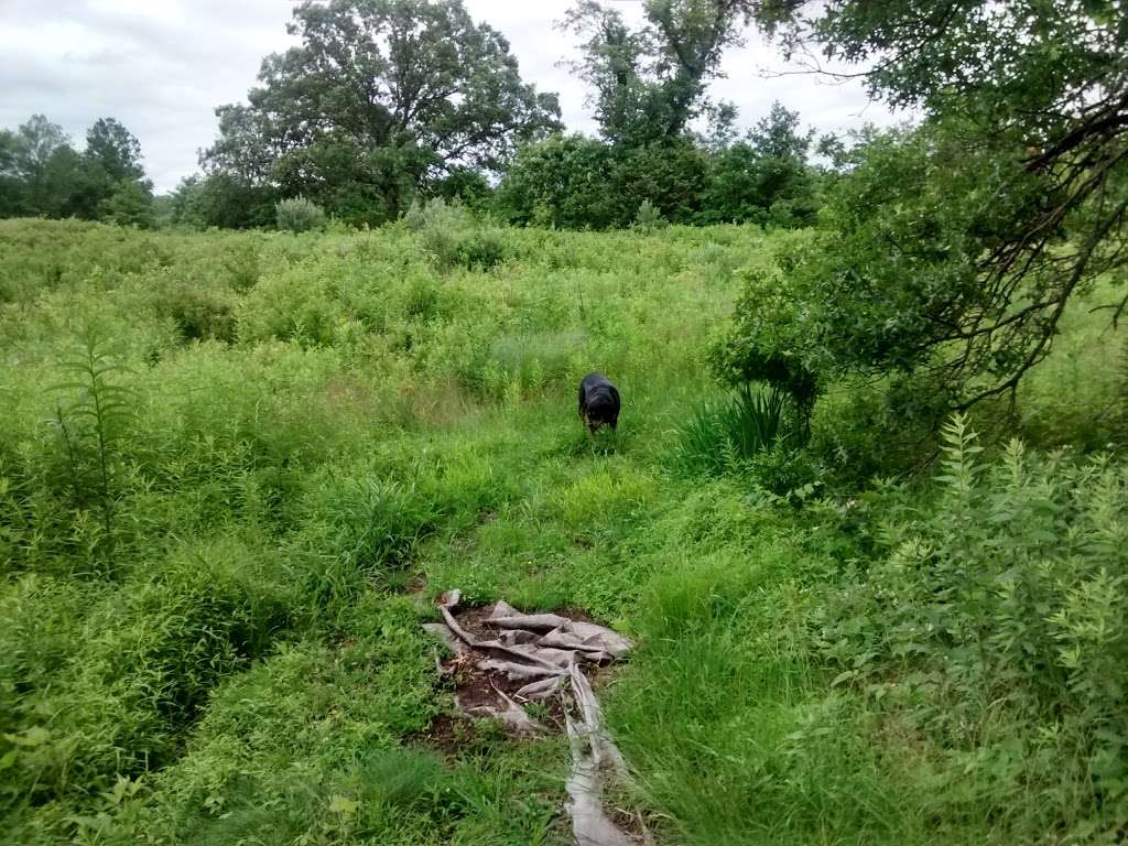 Morsetown Brook Wetland Preserve | 8 Rutgers Ave, West Milford, NJ 07480, USA | Phone: (973) 532-9830