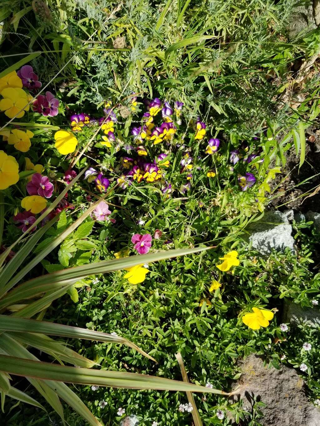 Sharyngetti Community Garden | Berkeley, CA 94720