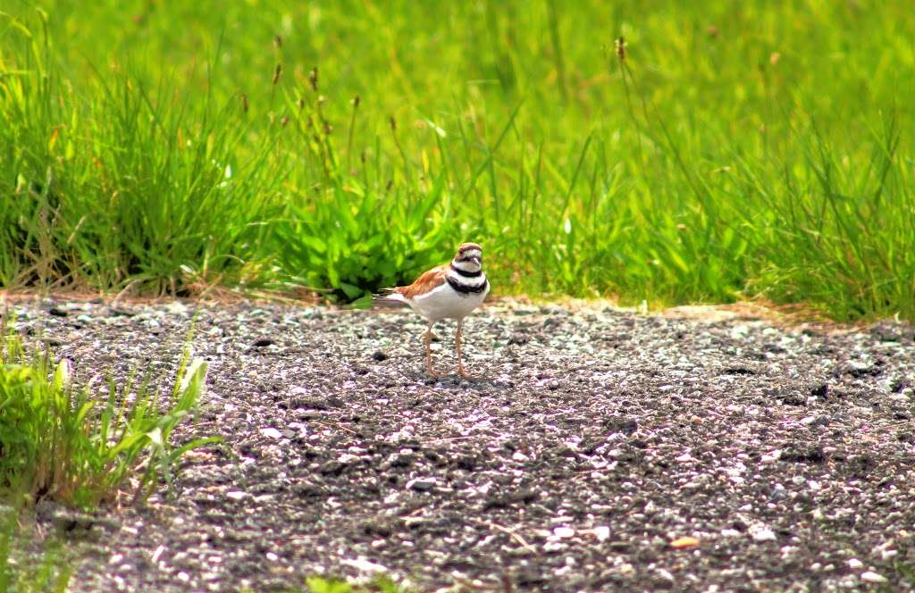 William T Davis Wildlife Refuge | Staten Island, NY 10314, USA | Phone: (212) 639-9675