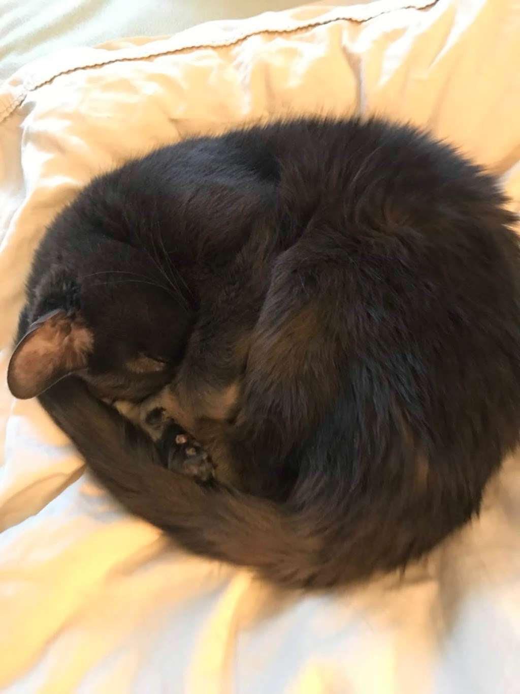 Broomall Animal Hospital | 2518 West Chester Pike, Broomall, PA 19008, USA | Phone: (610) 356-1758