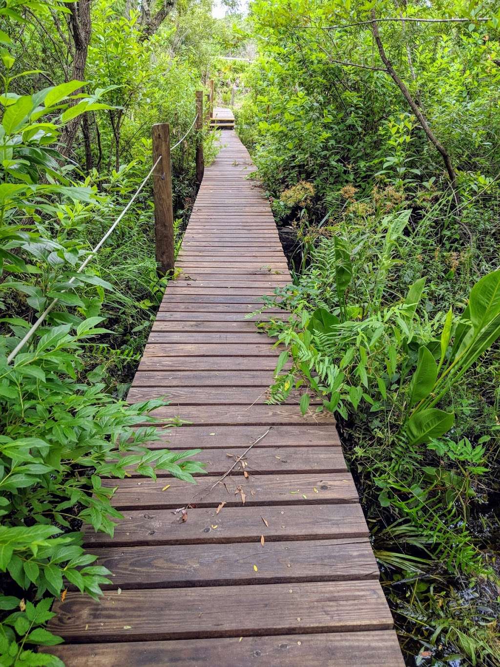 Creek Bluffs Loop Trail, Tiger Creek Preserve | 8373-8399 Wakeford Rd, Lake Wales, FL 33898, USA | Phone: (863) 635-7506