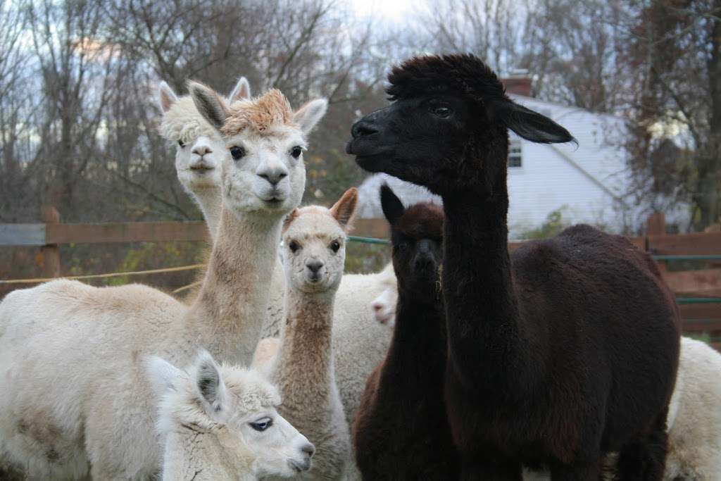 Big Red Acres Alpacas | 159 Holt Rd, Andover, MA 01810, USA | Phone: (978) 475-8913