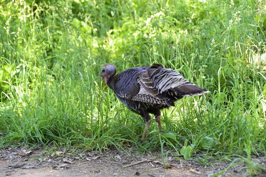 Cowans Ford Wildlife Refuge | Neck Rd, Huntersville, NC 28078, USA | Phone: (704) 504-9346