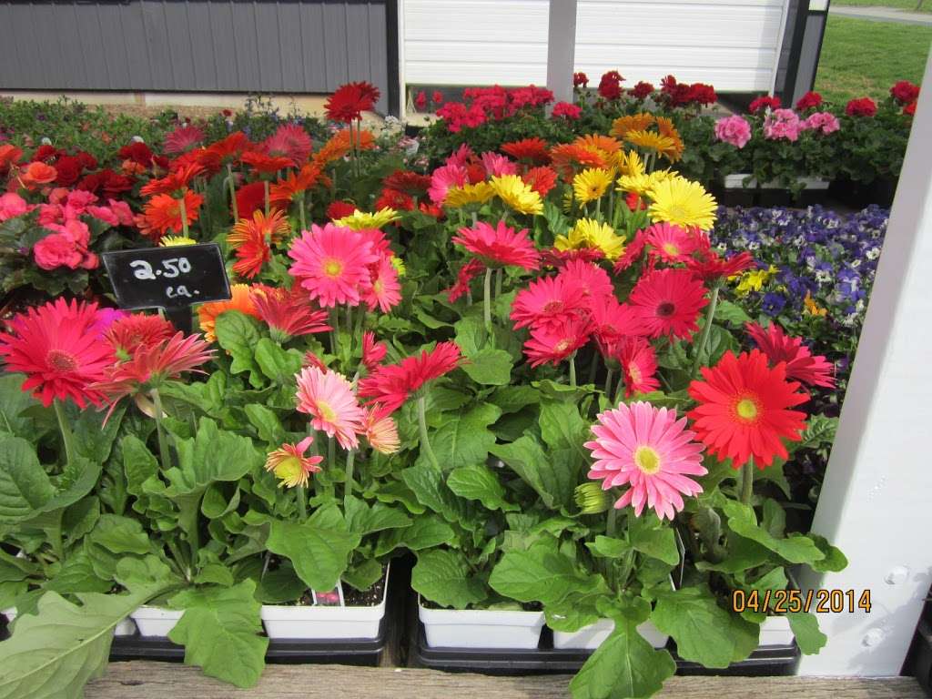 New Blooms Greenhouse | 3360 Strasburg Rd, Parkesburg, PA 19365, USA | Phone: (484) 787-9363