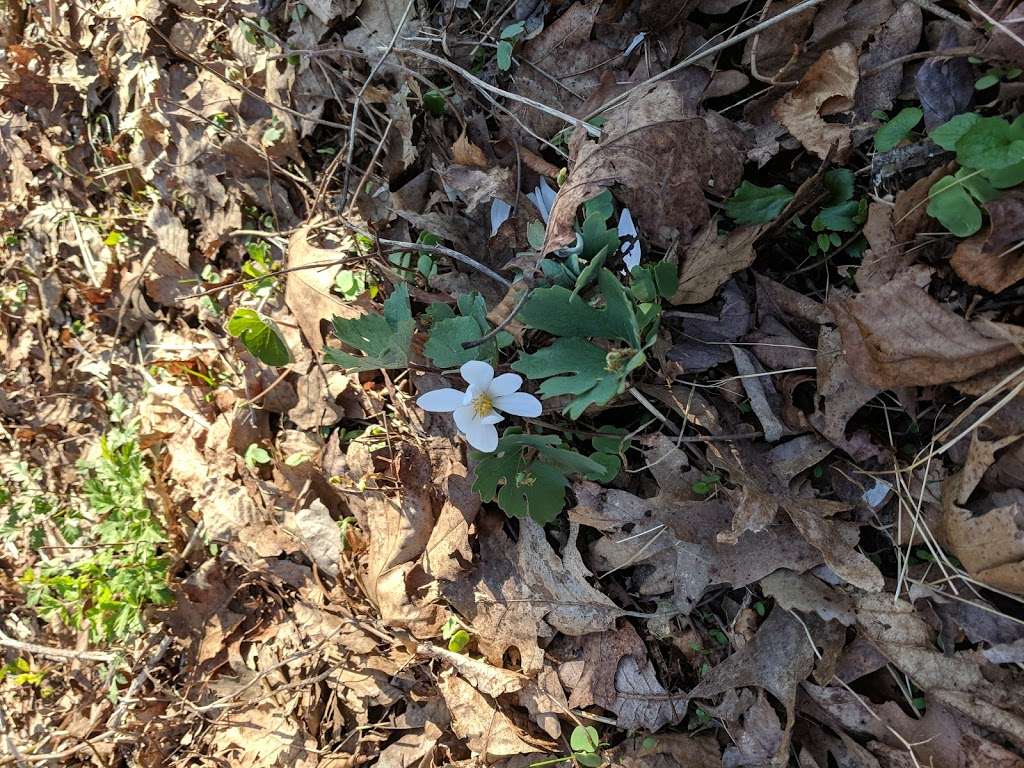 Compton Gap Parking Lot | Huntly, VA 22640, USA