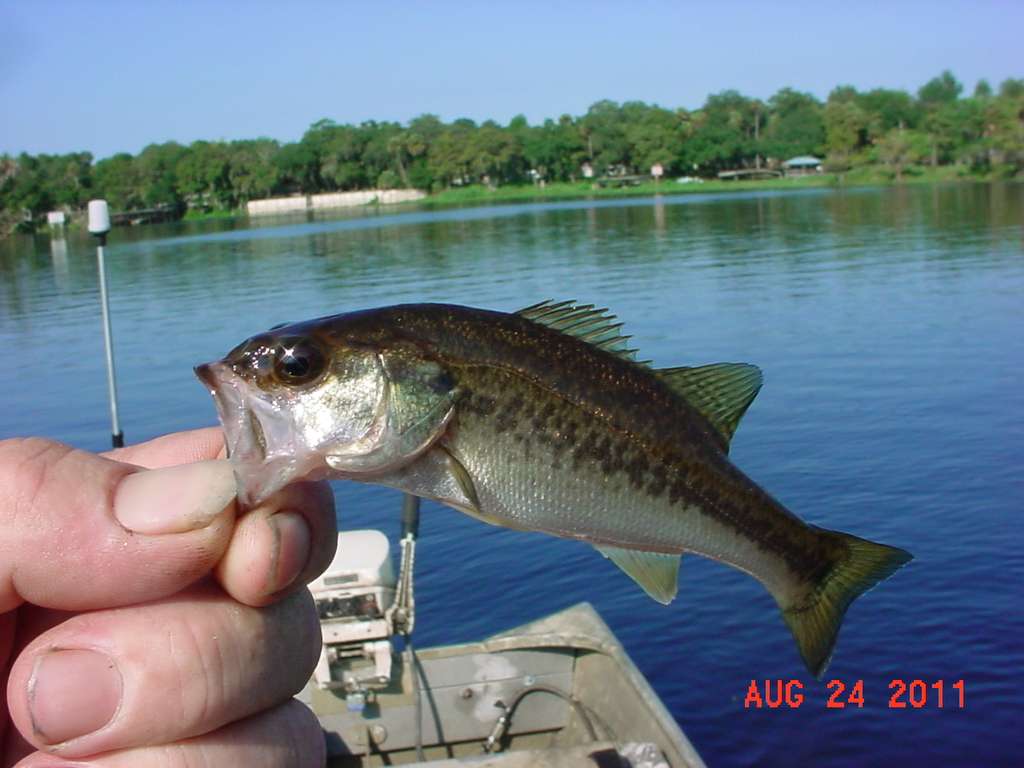 Lemon Bluff Boat Road Overflow Parking | 949 Lemon Bluff Rd, Osteen, FL 32764, USA | Phone: (407) 322-1279