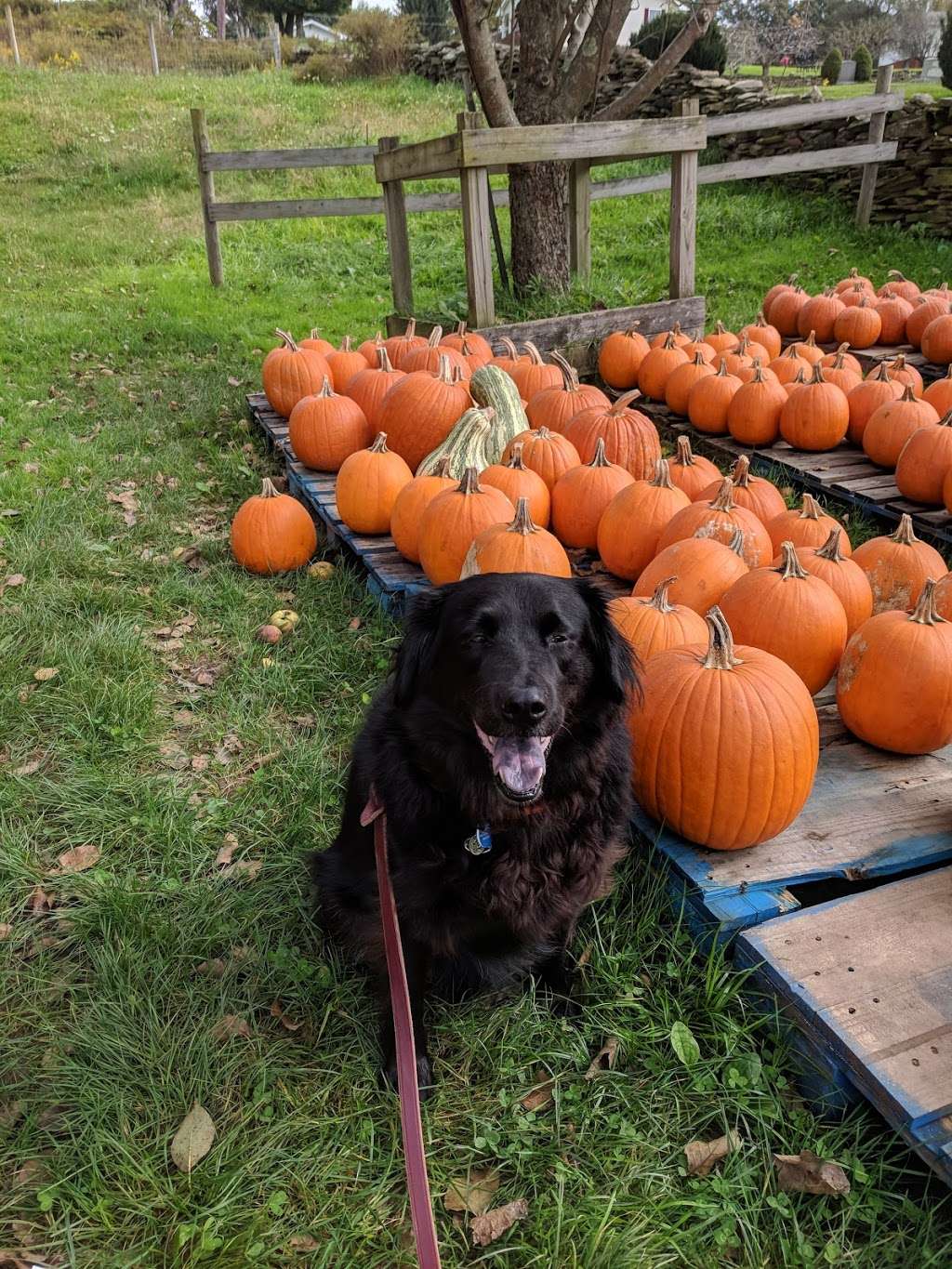 Millers Orchards Farm Market | 1421 Fairview Rd, Clarks Summit, PA 18411, USA | Phone: (570) 587-3399