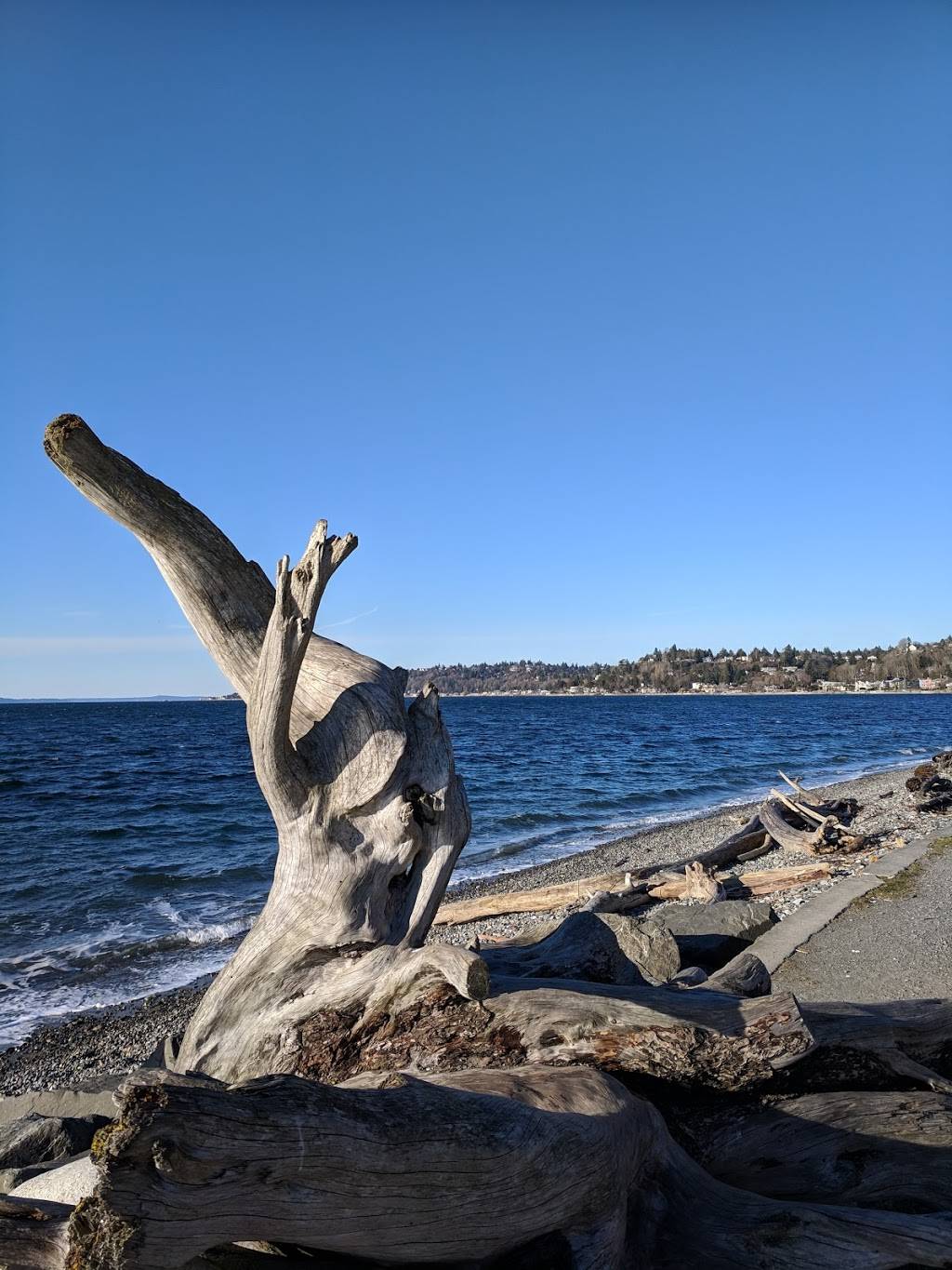 Driftwood Sculpture Walk, Lincoln Park, West Seattle | 7398 Beach Dr SW, Seattle, WA 98136, USA | Phone: (206) 452-3991