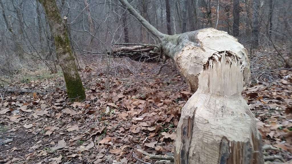 Trevlac Bluffs Nature Preserve | IN-45, Nashville, IN 47448, USA | Phone: (812) 336-5382