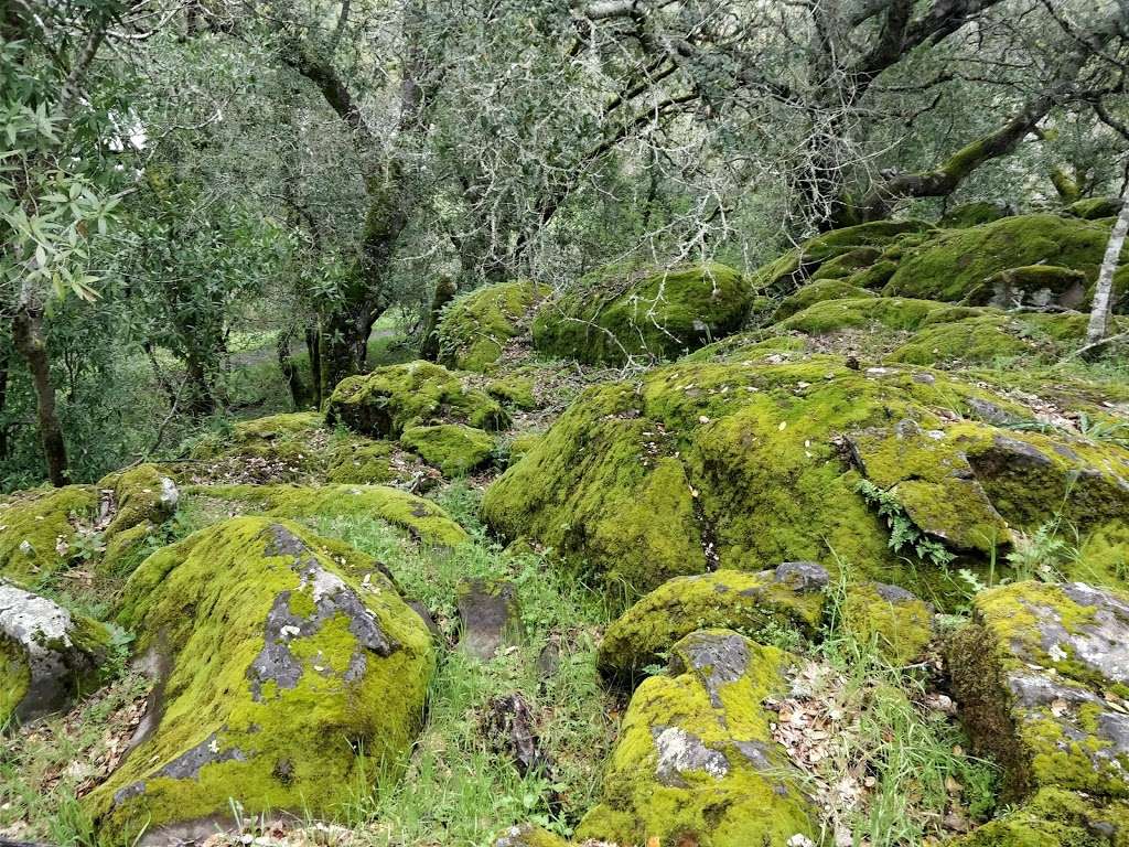 Spring Lake Park Group Campground | Unnamed Road, Santa Rosa, CA 95405