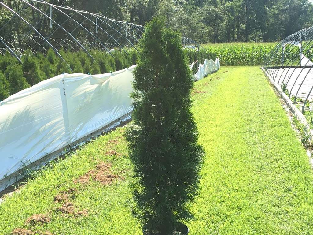 Monroeville Nursery 182 Pinyard Rd Nj 08343 Usa 182 Pinyard Rd Monroeville Nj 08343 Usa