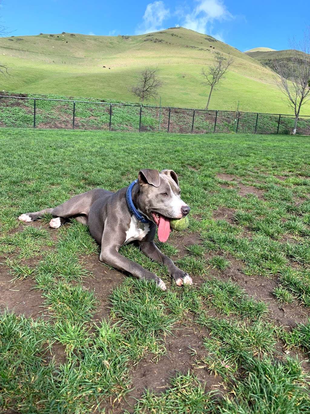 City of Milpitas Dog Park at Ed R. Levin | Tularcito Trail, Milpitas, CA 95035, USA | Phone: (408) 262-6980