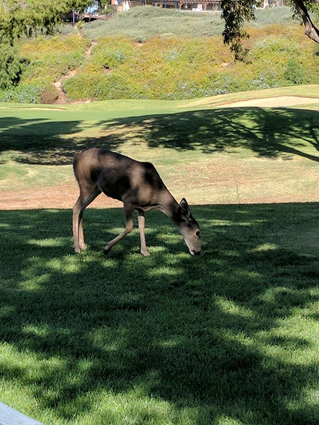 Simi Hills Golf Course | 5031 Alamo St, Simi Valley, CA 93063 | Phone: (805) 522-0803