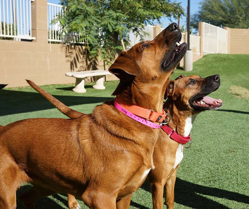 Arizona Animal Welfare League & SPCA | 25 N 40th St, Phoenix, AZ 85034, USA | Phone: (602) 273-6852