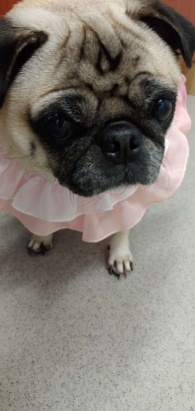 Arlington Heights Veterinary Hospital - South | 4019 S Old State Rd 37, Bloomington, IN 47401, USA | Phone: (812) 822-3774