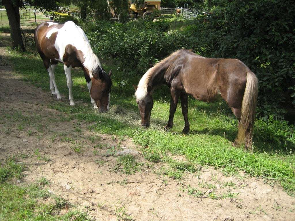 Serendipity Farm | 506 Plymouth St, Middleborough, MA 02346, USA | Phone: (774) 406-0605