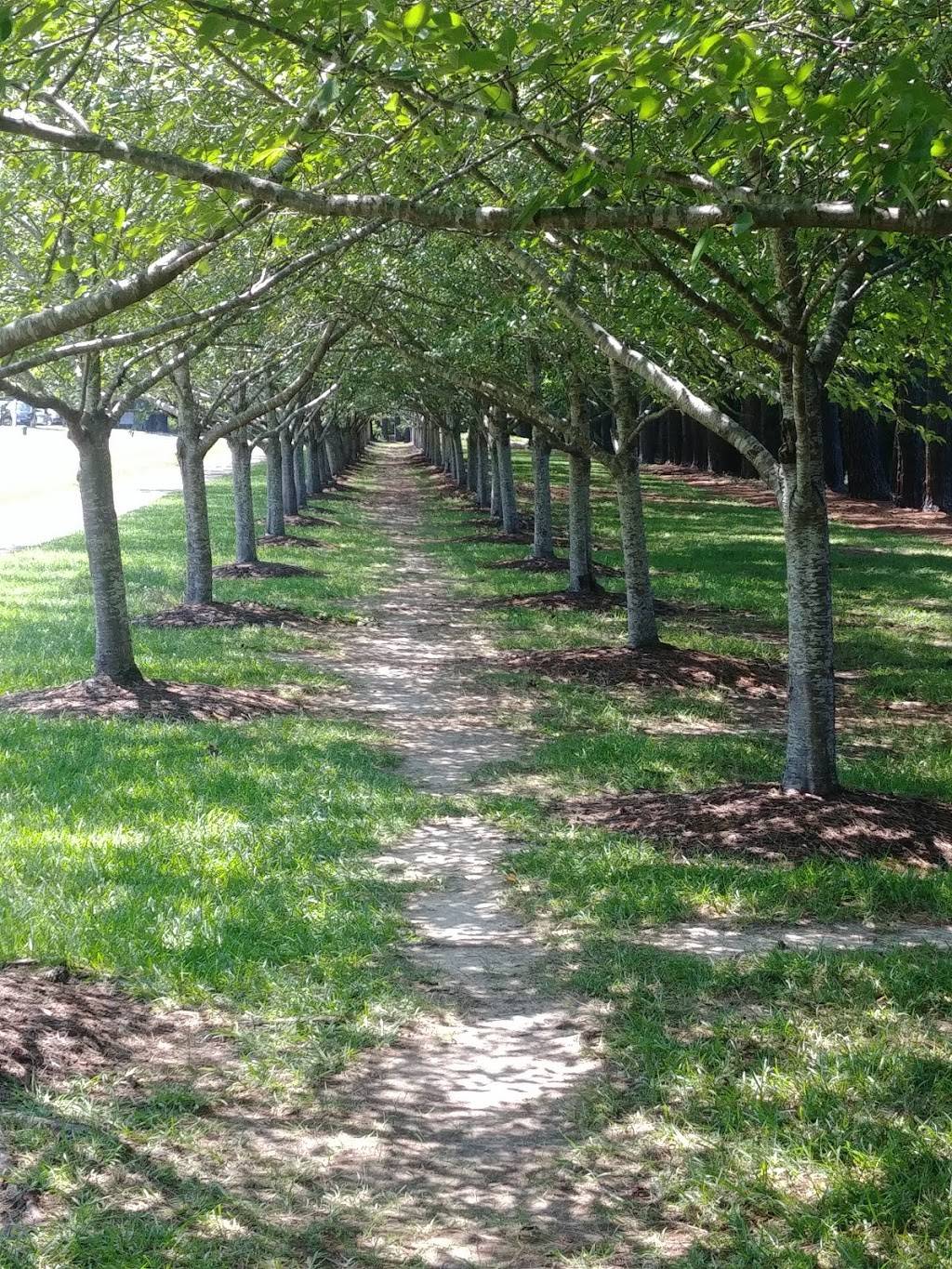 Cherry Blossom Trees | Sakura Ln, Virginia Beach, VA 23451, USA | Phone: (757) 437-2038