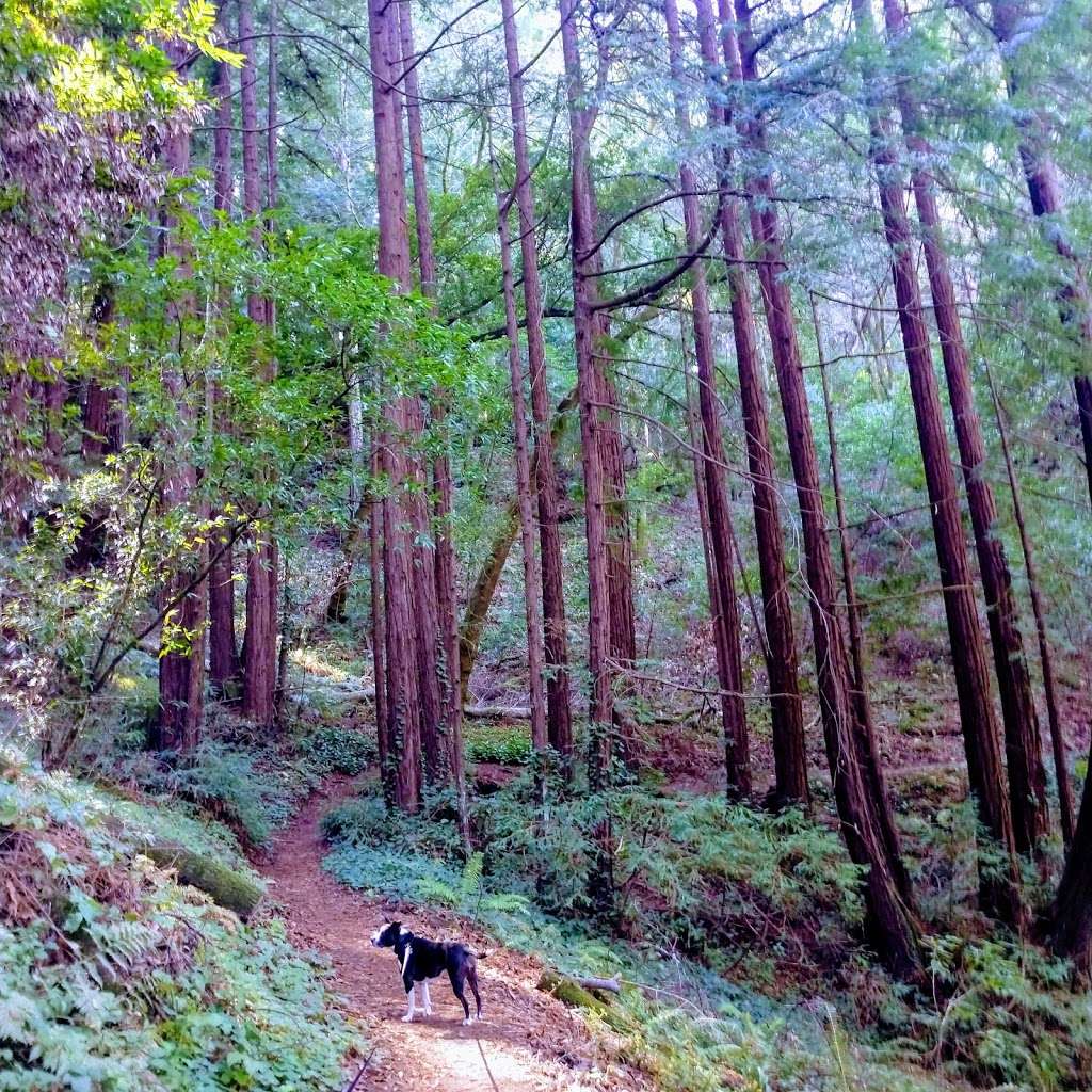 Enchanted Trail Trailhead | Santa Cruz, CA 95065, USA