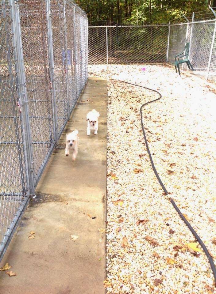 Kokas Kennels Dog- Otel & Cattery | 59 Oxmead Rd, Westampton, NJ 08060, USA | Phone: (609) 267-9029