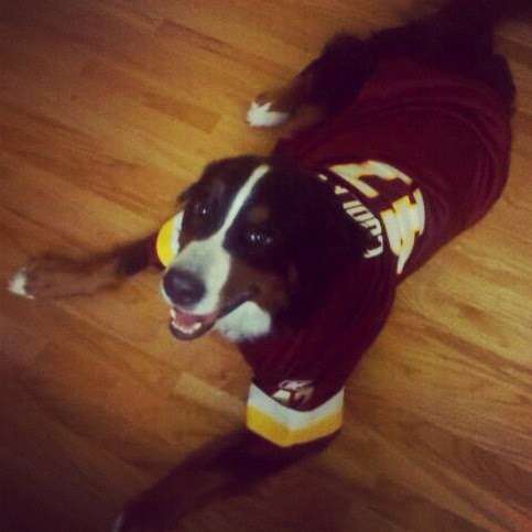 National Capital Animal Services | 14630 Balsam Ct, Swan Point, MD 20645, USA | Phone: (202) 670-6095