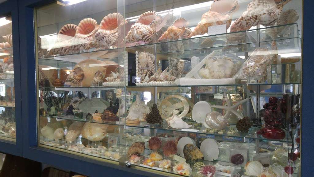 Discovery Seashell Museum | 2721 Asbury Ave, Ocean City, NJ 08226 | Phone: (609) 398-2316