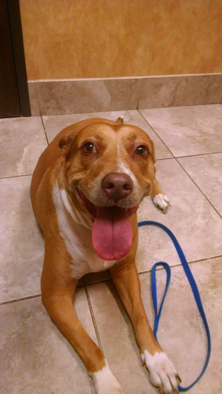 VitalPet - All Community Animal Hospital | 24021 US-59, Porter, TX 77365, USA | Phone: (281) 354-2724