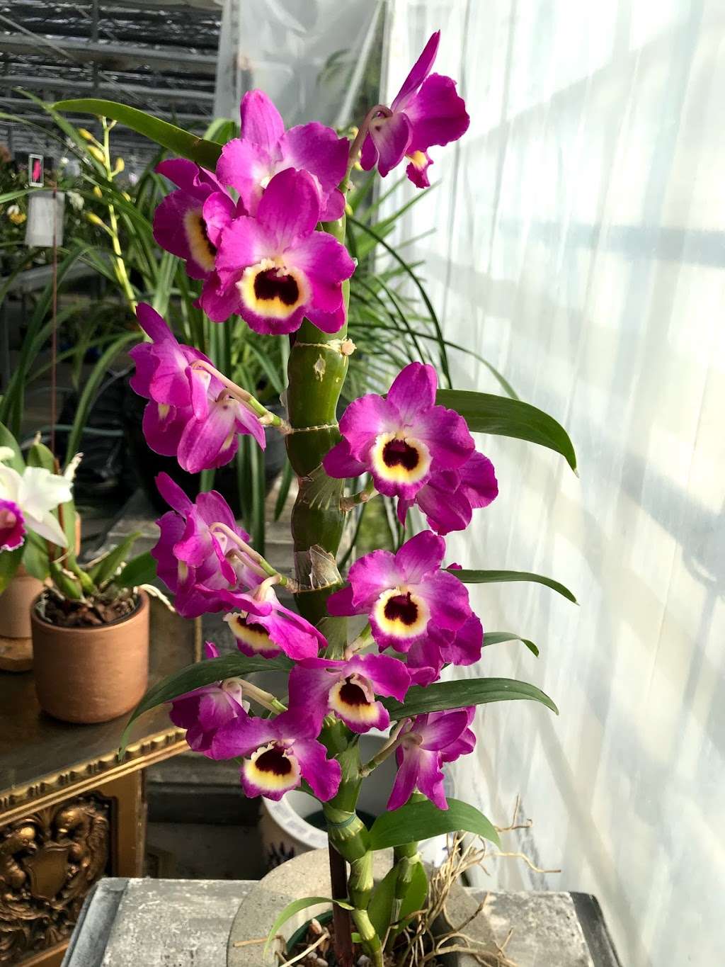 White Plains Orchids | 1485 Mamaroneck Ave, White Plains, NY 10605, USA | Phone: (914) 948-2064