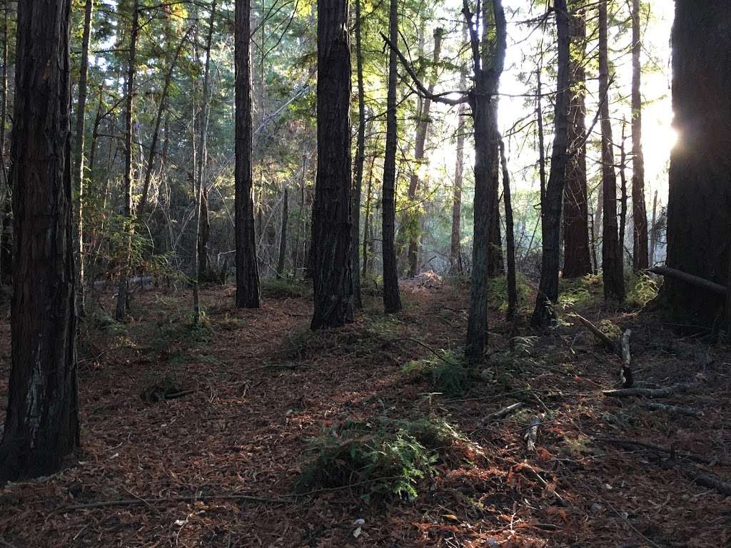 Buddha Shrine | Unnamed Road, Santa Cruz, CA 95064, USA