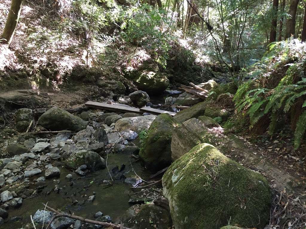 Marbled Murrelet Nesting Spot | Berry Creek Falls Trail, Davenport, CA 95017