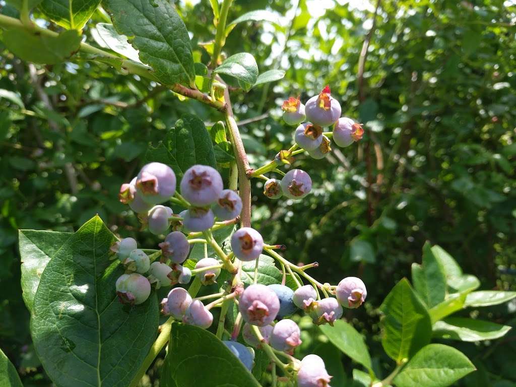 Starbucks Blueberry Farm | 9245 Gast Rd, Bridgman, MI 49106, USA | Phone: (269) 465-4745