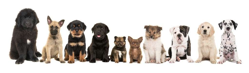 The Puppy Store Las Vegas | 1000 W Sunset Rd, Henderson, NV 89014, USA | Phone: (702) 344-0844