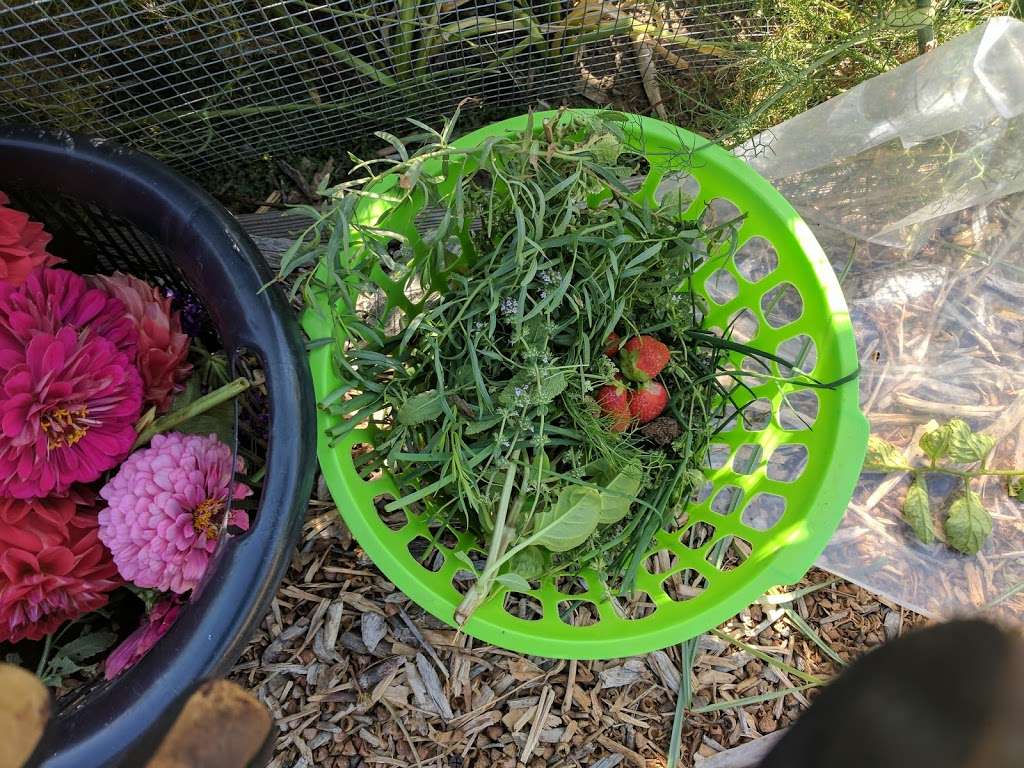 Long Beach Community Garden | Long Beach, CA 90815, USA