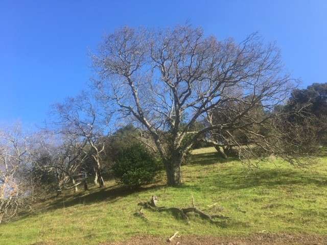 Gan Shalom Cemetery | 1100 Bear Creek Rd, Briones, CA 94553, USA | Phone: (925) 228-3636