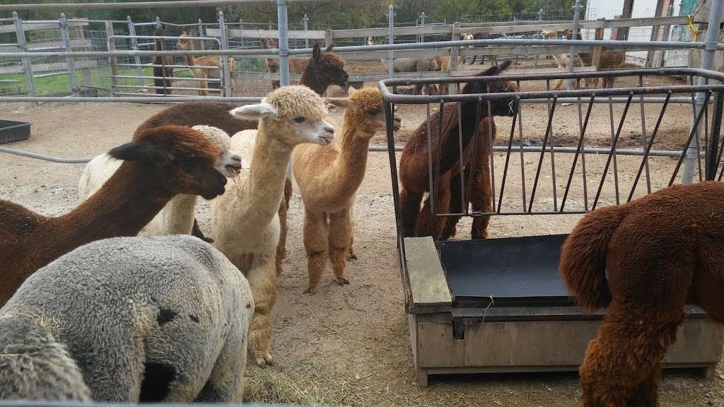 SafeHouse Farm Alpacas & Ye Olde Alpaca Shoppe | 25550 W Cuba Rd, Barrington, IL 60010, USA | Phone: (847) 209-5513