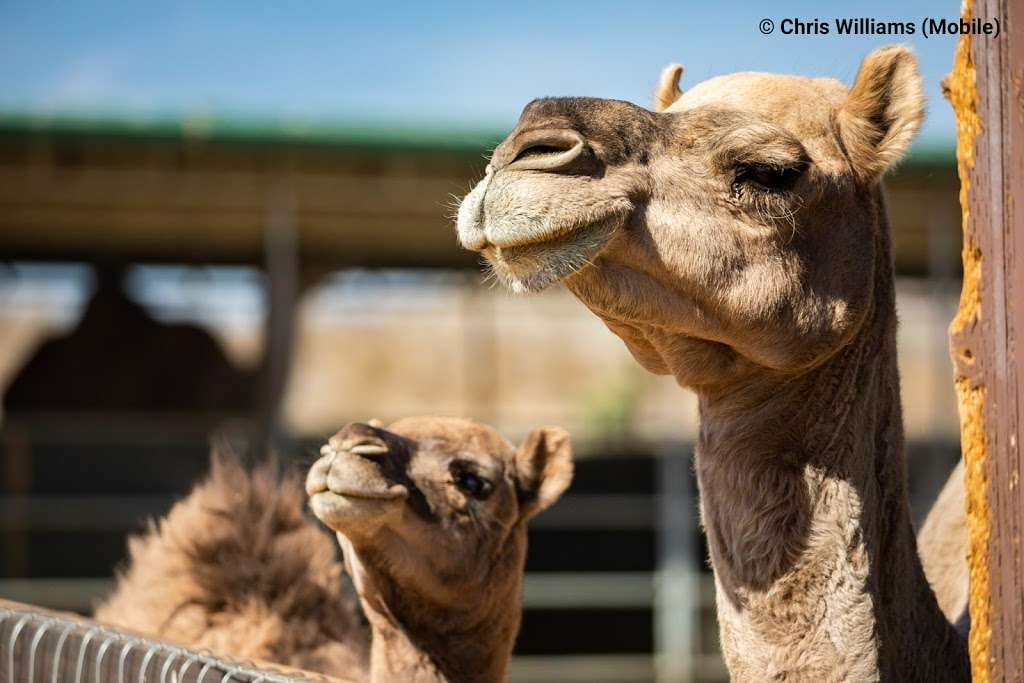 Windswept Ranch Petting Zoo | 11101 Robert Ranch Rd, Willow Springs, CA 93560, USA | Phone: (661) 809-3965