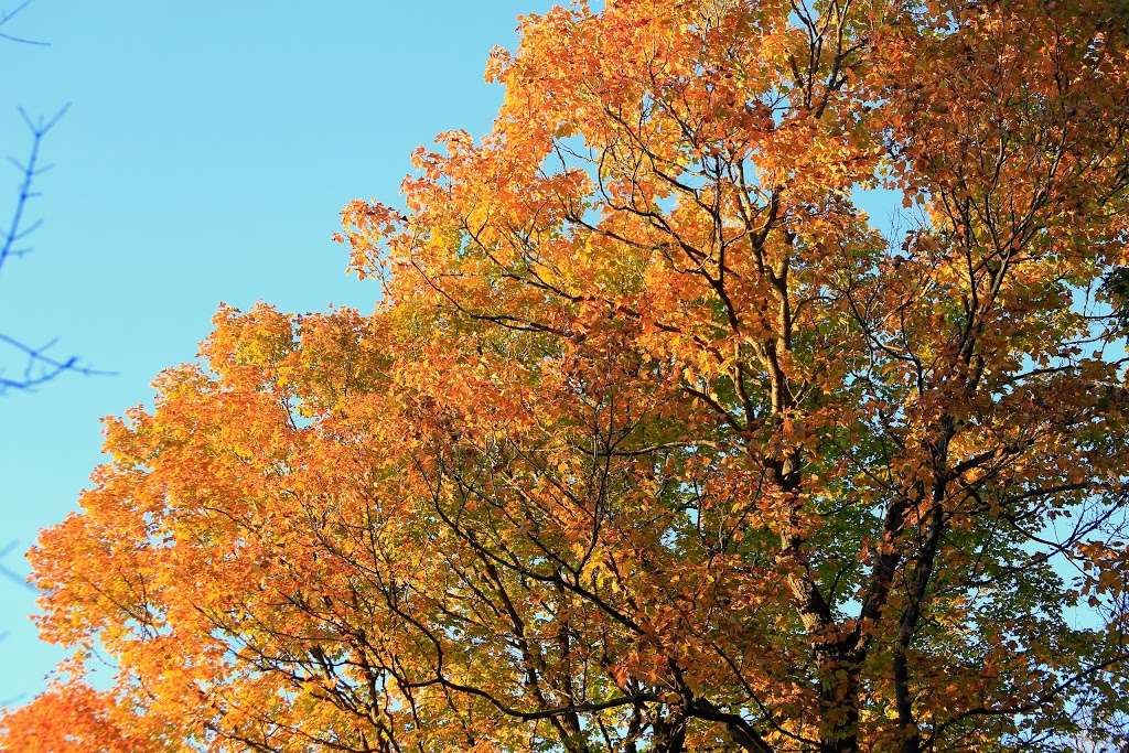 Forest Preserves of Cook County Palos Division Headquarters | 9901 Willow Springs Rd, Willow Springs, IL 60480 | Phone: (708) 839-5617