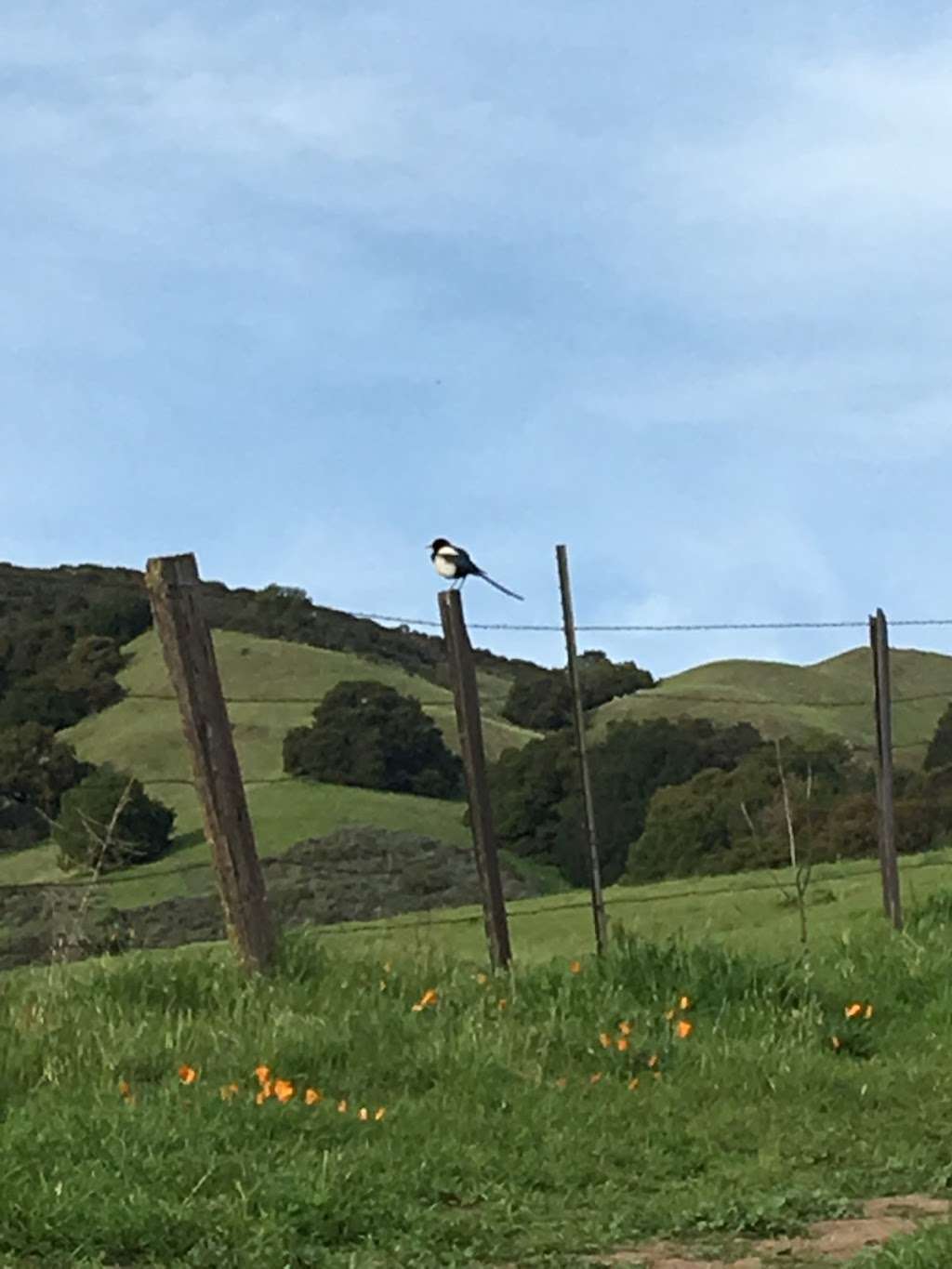 City of Milpitas Dog Park at Ed R. Levin | Tularcito Trail, Milpitas, CA 95035, USA | Phone: (408) 262-6980