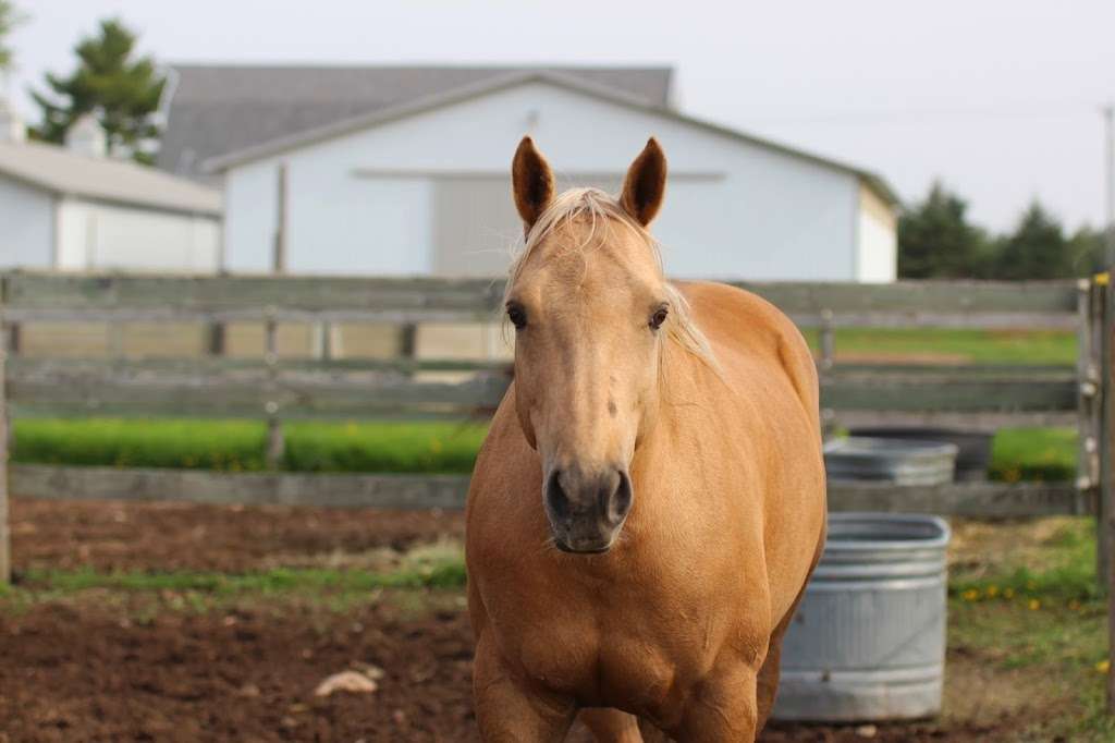 Cornerstone Reining Horses | W691 County Rd CI, Palmyra, WI 53156, USA | Phone: (262) 751-3343