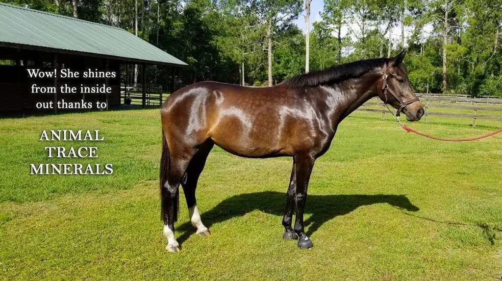 Proven Equine | 54410 Buckhorn Rd, Astor, FL 32102, USA | Phone: (352) 630-3373