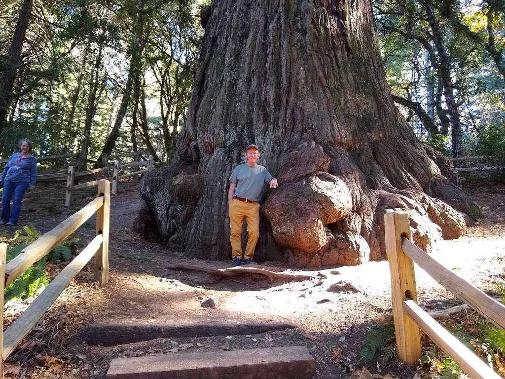 Methuselah Tree | Redwood City, CA 94062, USA