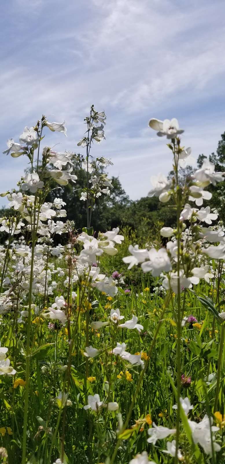 Oakland Lake Wildflower Meadow | 46th Ave &, Cloverdale Blvd, Bayside, NY 11364, USA | Phone: (212) 639-9675