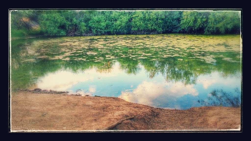 Bullfrog Pond | Phoenix, AZ 85050, USA