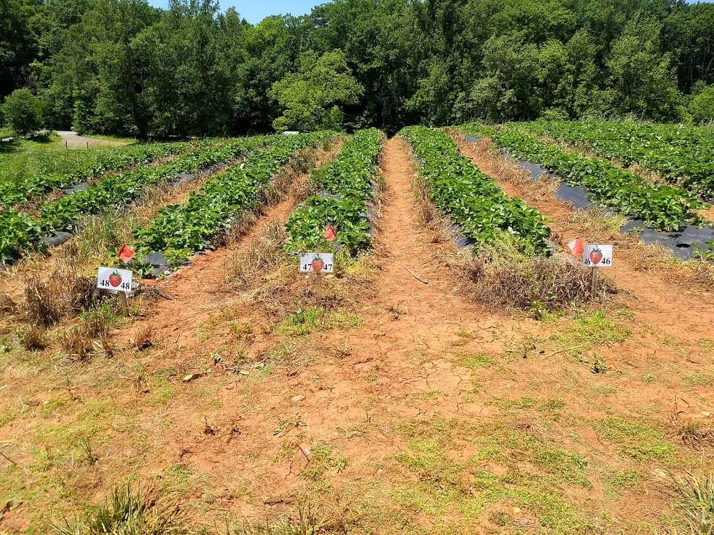 Wegmeyer Farm - Oatland Strawberry Picking | 355404640000, Leesburg, VA 20175 | Phone: (540) 751-1782