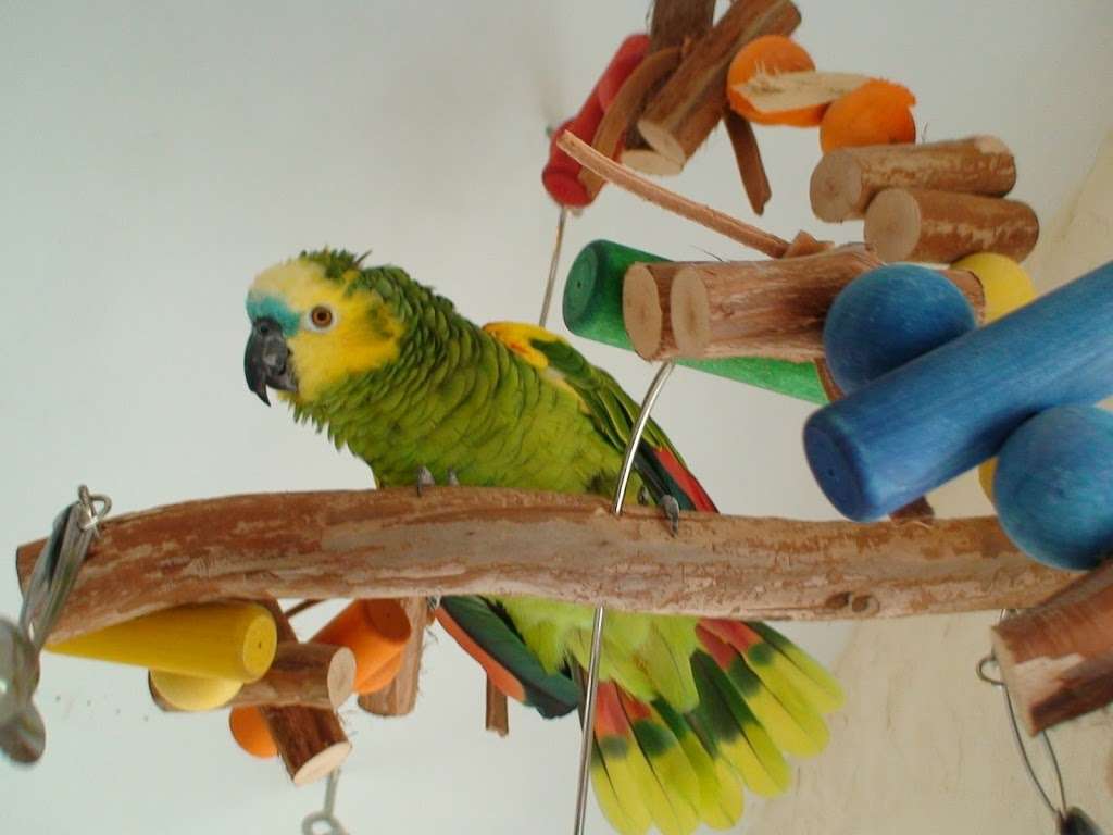 Parrot Toys and Supplies | 907 18th Ave N, Lake Worth, FL 33460, USA | Phone: (866) 849-0650