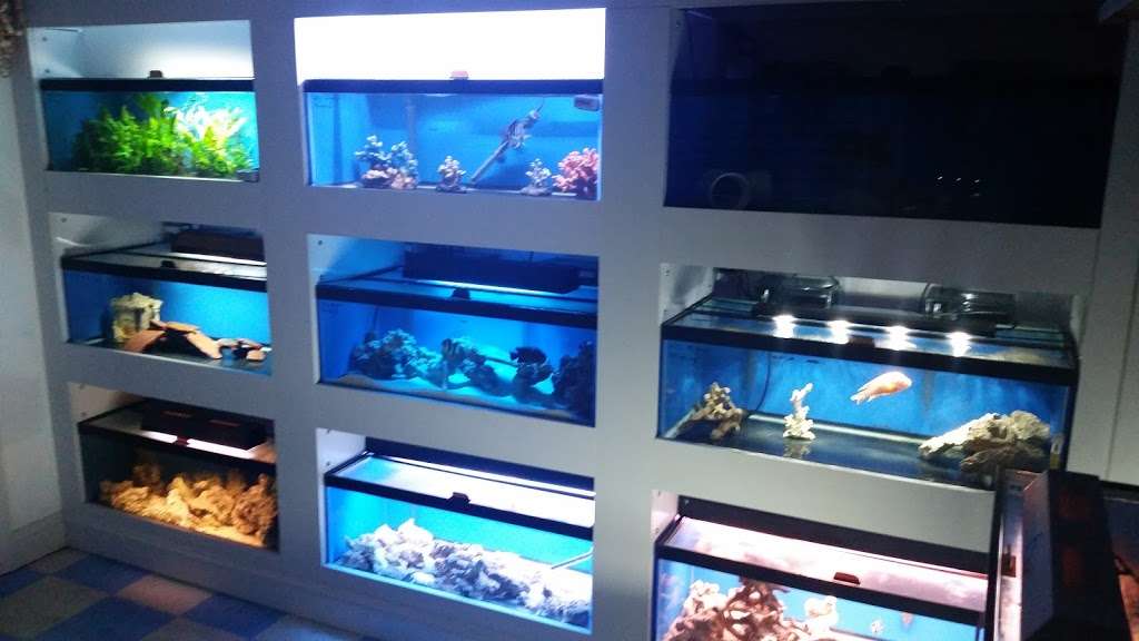 Dream Marine Aquarium Services | 60 Rockingham Rd #11, Windham, NH 03087, USA | Phone: (603) 759-1639