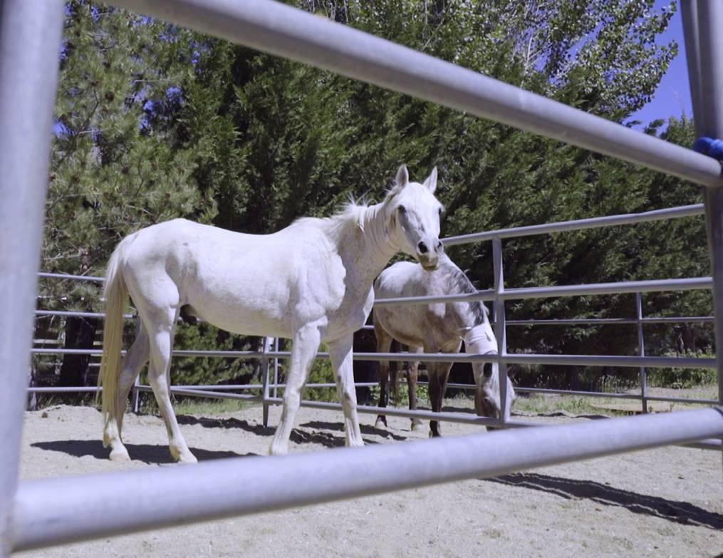 Comstock Equine Hospital | 90 W Laramie Dr, Reno, NV 89521, USA | Phone: (775) 849-0120