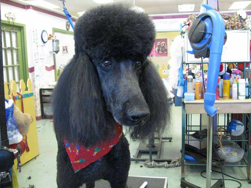 Pets Playground Grooming School | 1294 N Federal Hwy, Pompano Beach, FL 33062, USA | Phone: (954) 782-4994