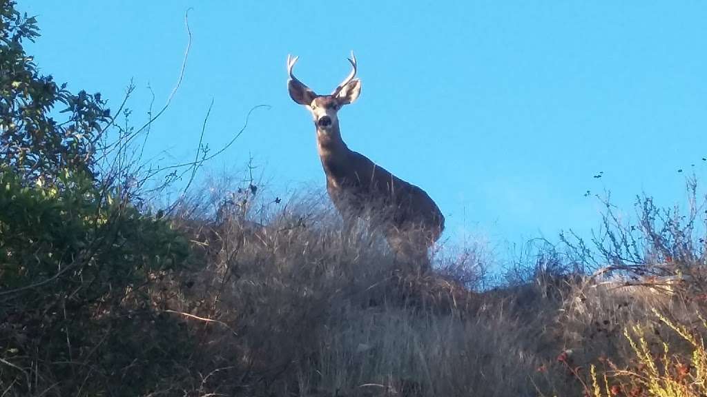 Verdugo Mountains Open Space Preserve | Oakmount View Dr, Glendale, CA 91209 | Phone: (818) 880-0363