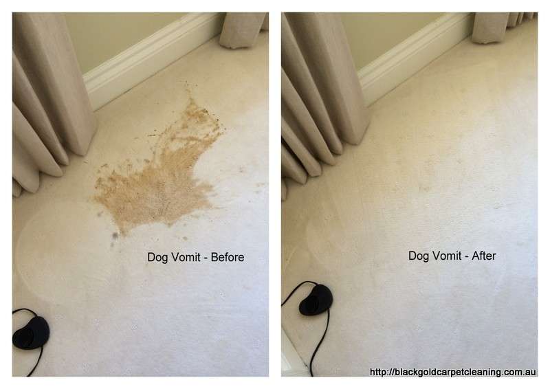 Irving TX Carpet Cleaning | 2310 W Shady Grove Rd, Irving, TX 75060, USA | Phone: (972) 413-8864