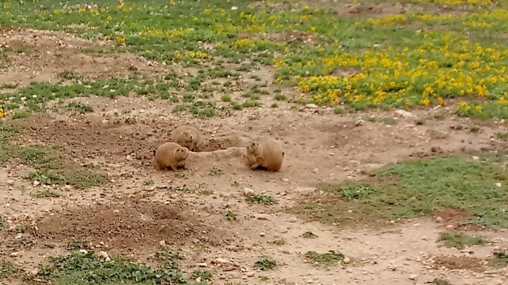 Prairie Dog Town | MacKenzie Park Rd, Lubbock, TX 79401, USA | Phone: (806) 775-2673